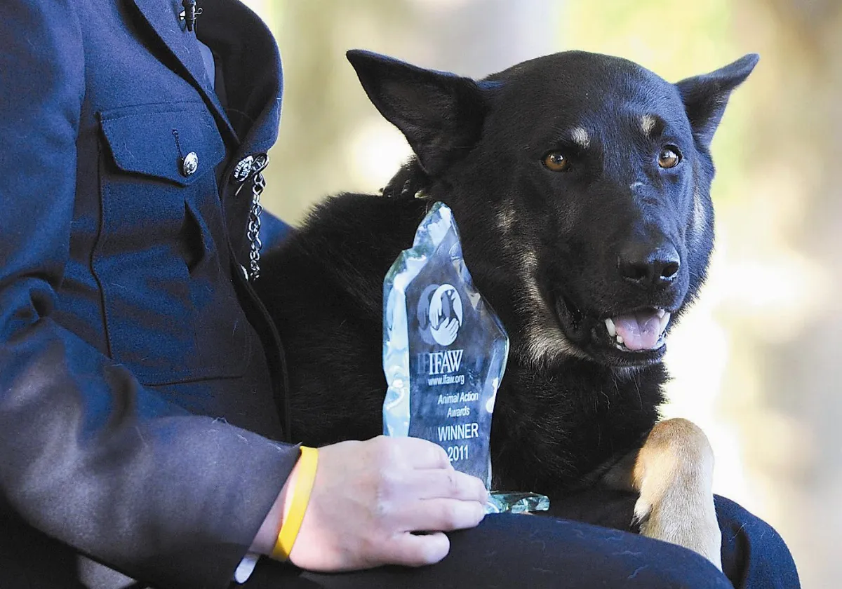 受傷堅守崗位  英國警犬獲勇氣獎