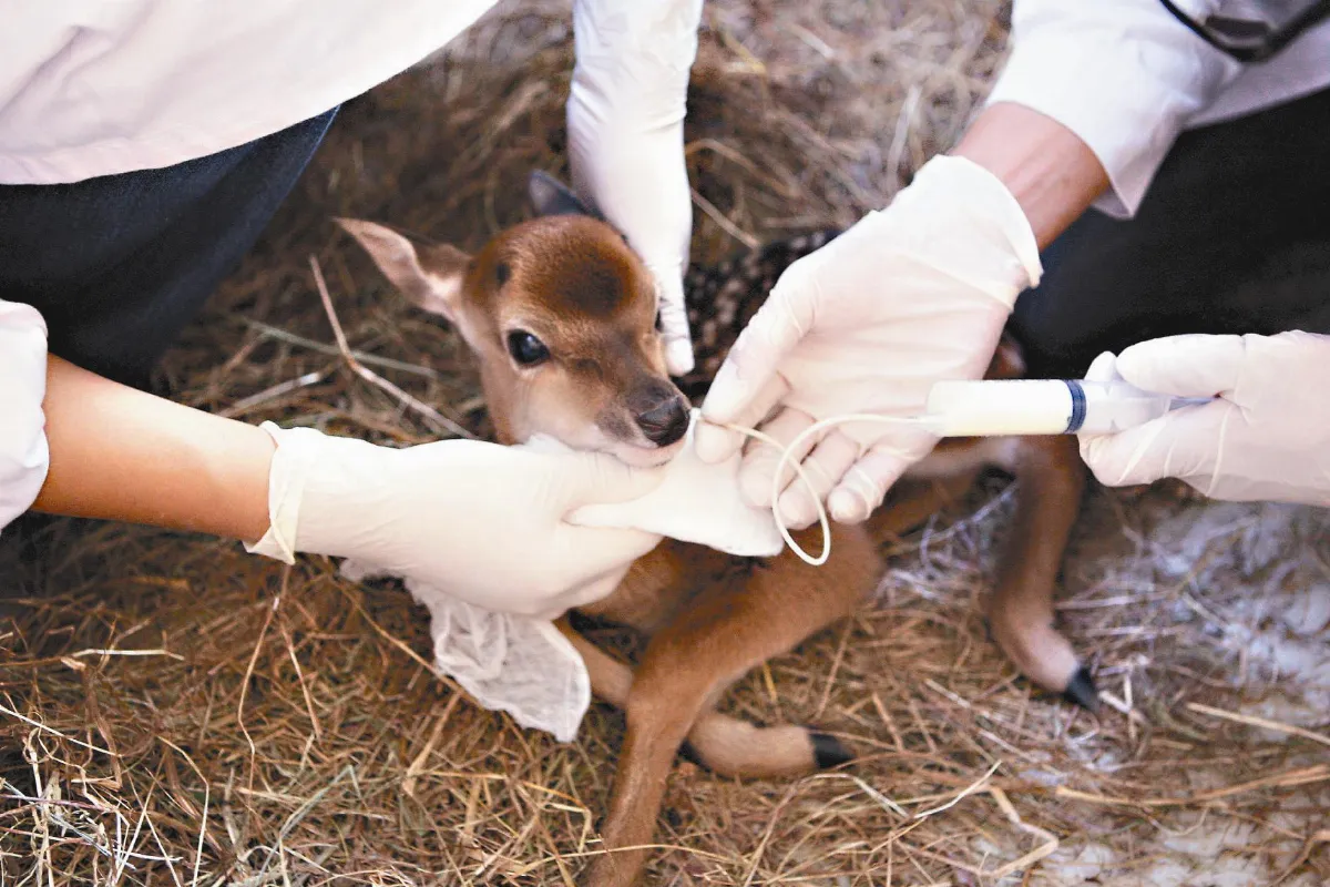 台贈陸梅花鹿 點點產女