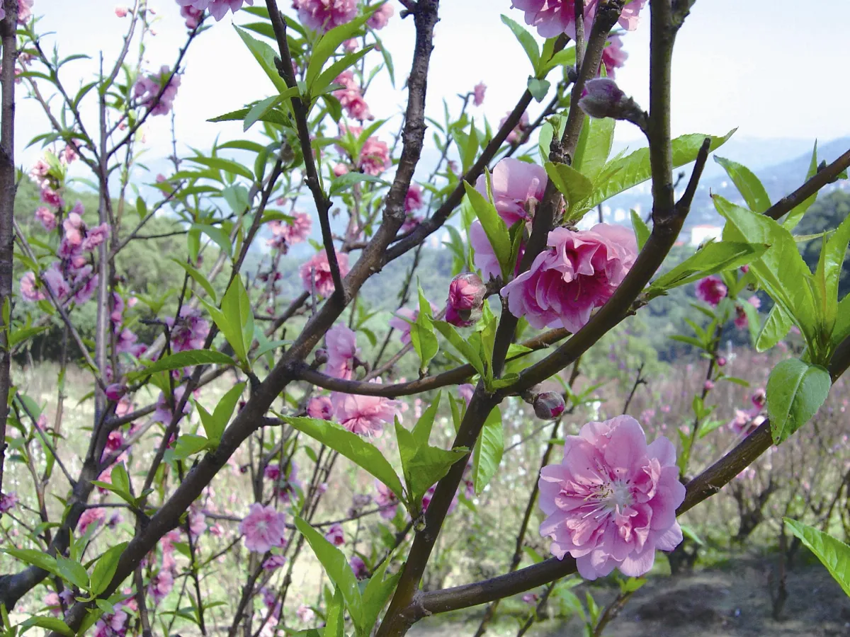 【中國文學植物學】植物與女人