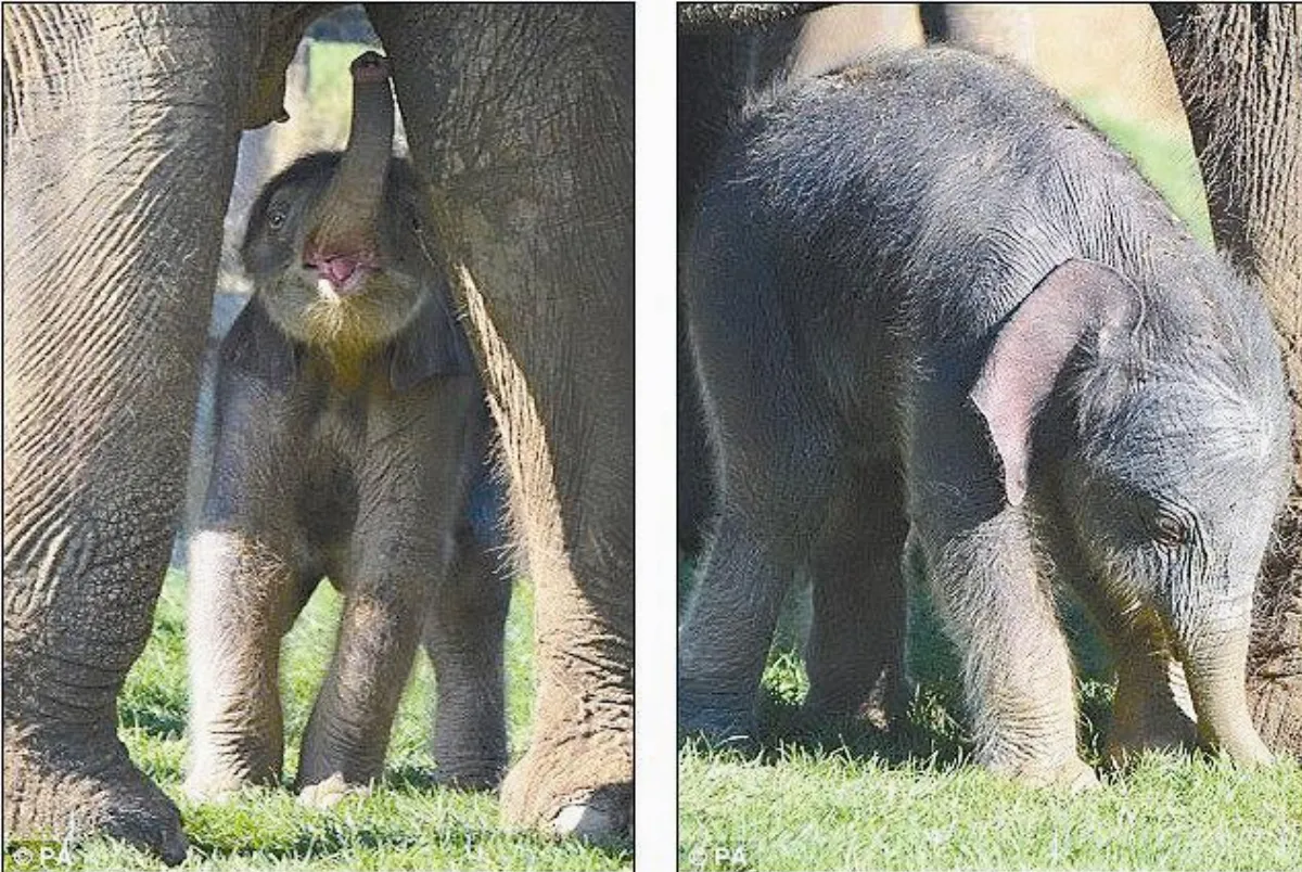 懷胎2年 小象誕生