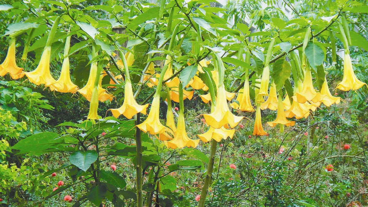【花花世界】只能看 別貪吃