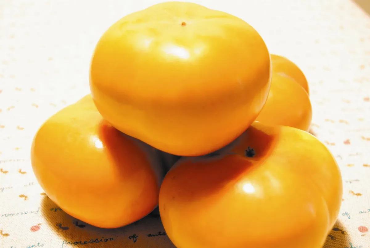 柿子紅了 秋柿上心頭善感不多愁