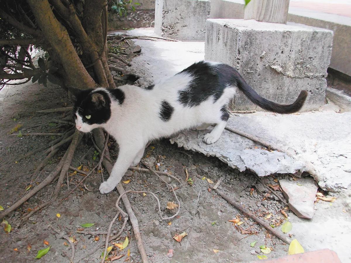 以貓命名的地方