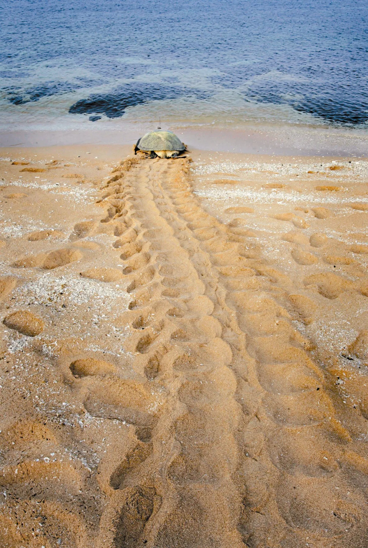 讓海龜再回來產卵！