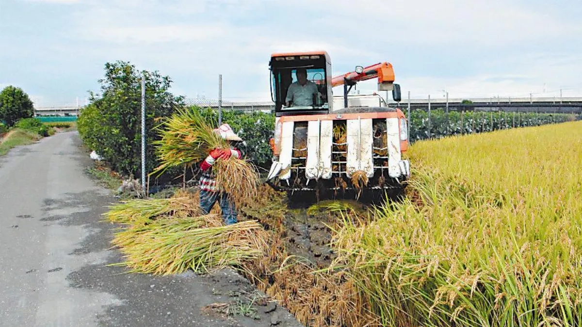 收購溼穀  每百台斤破千元