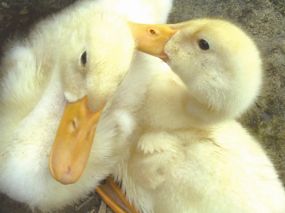 【窗下思潮】珍惜你自己的羽毛