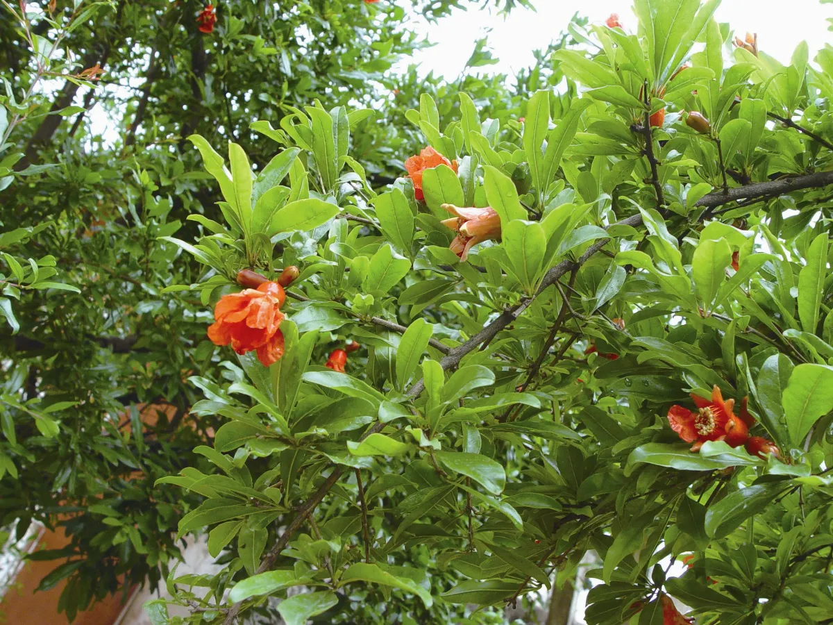 植物引進史—漢代至魏晉南北朝