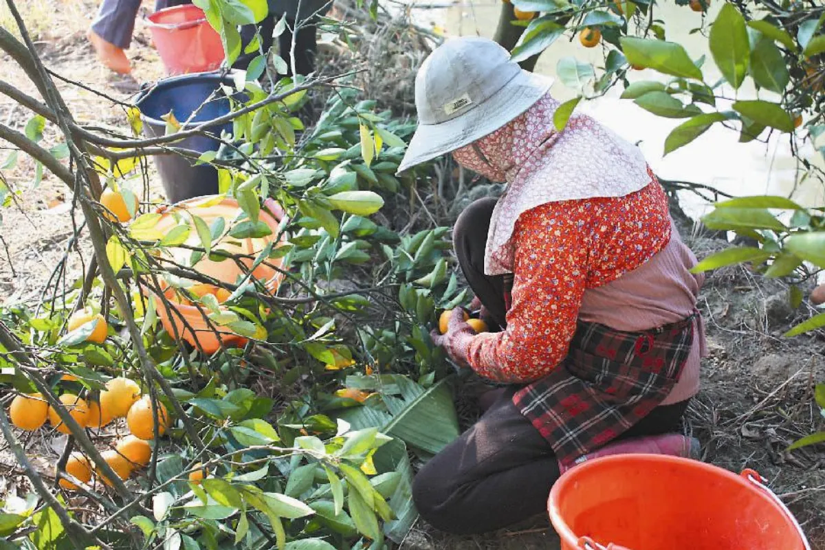 【社區部落格】學生助果農 種出感情