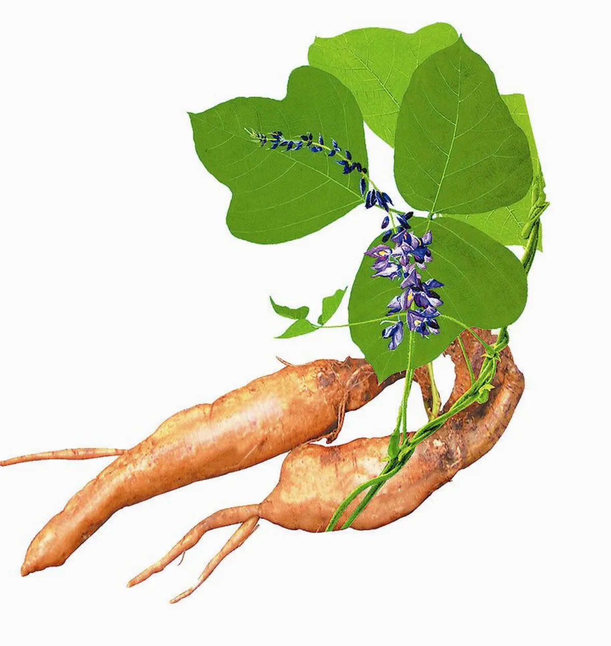 中醫食譜．養生滿點葛根解肌透熱的豆科植物