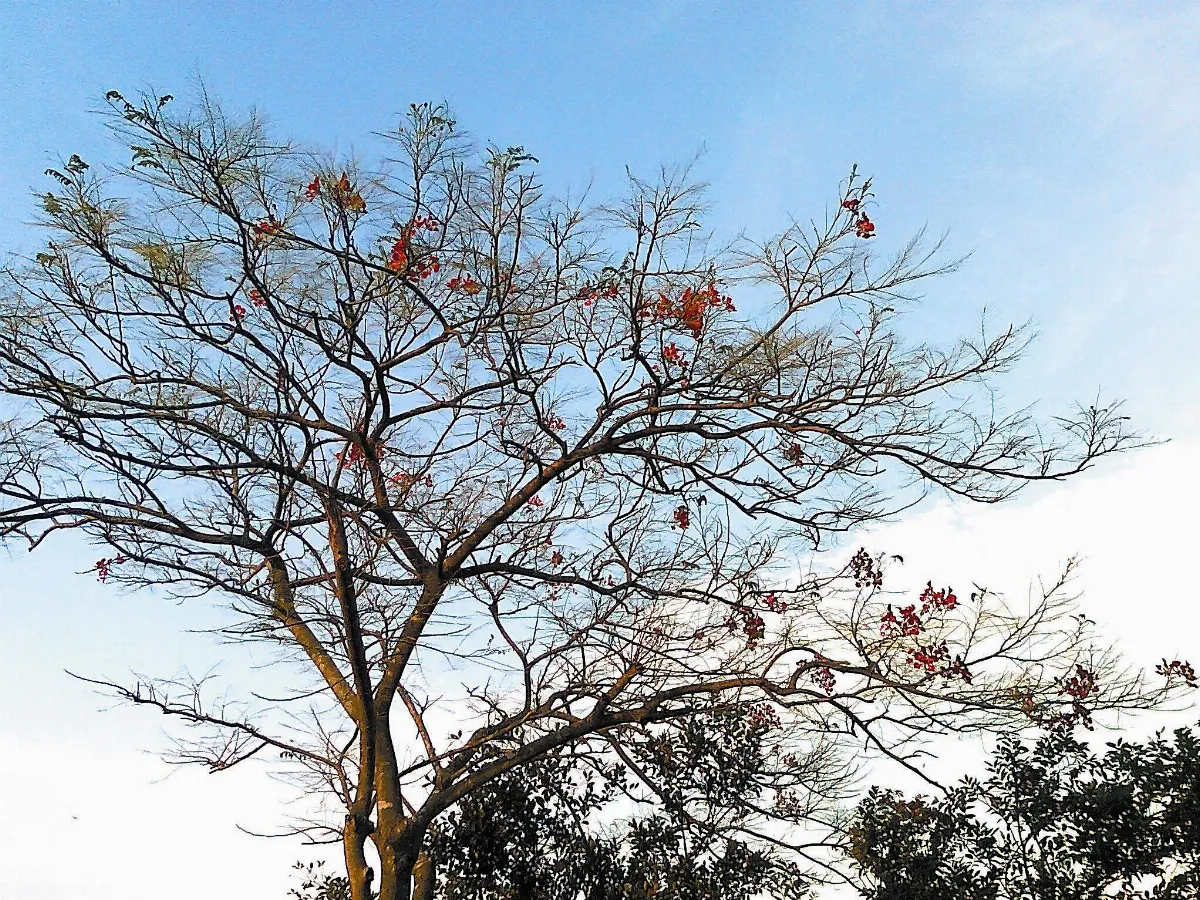 【生活快門】殘缺的美麗