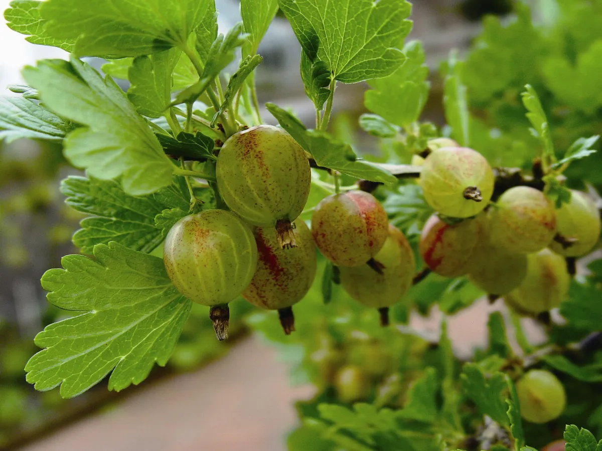 【中國文學植物學】植物引進史— 宋、元、明