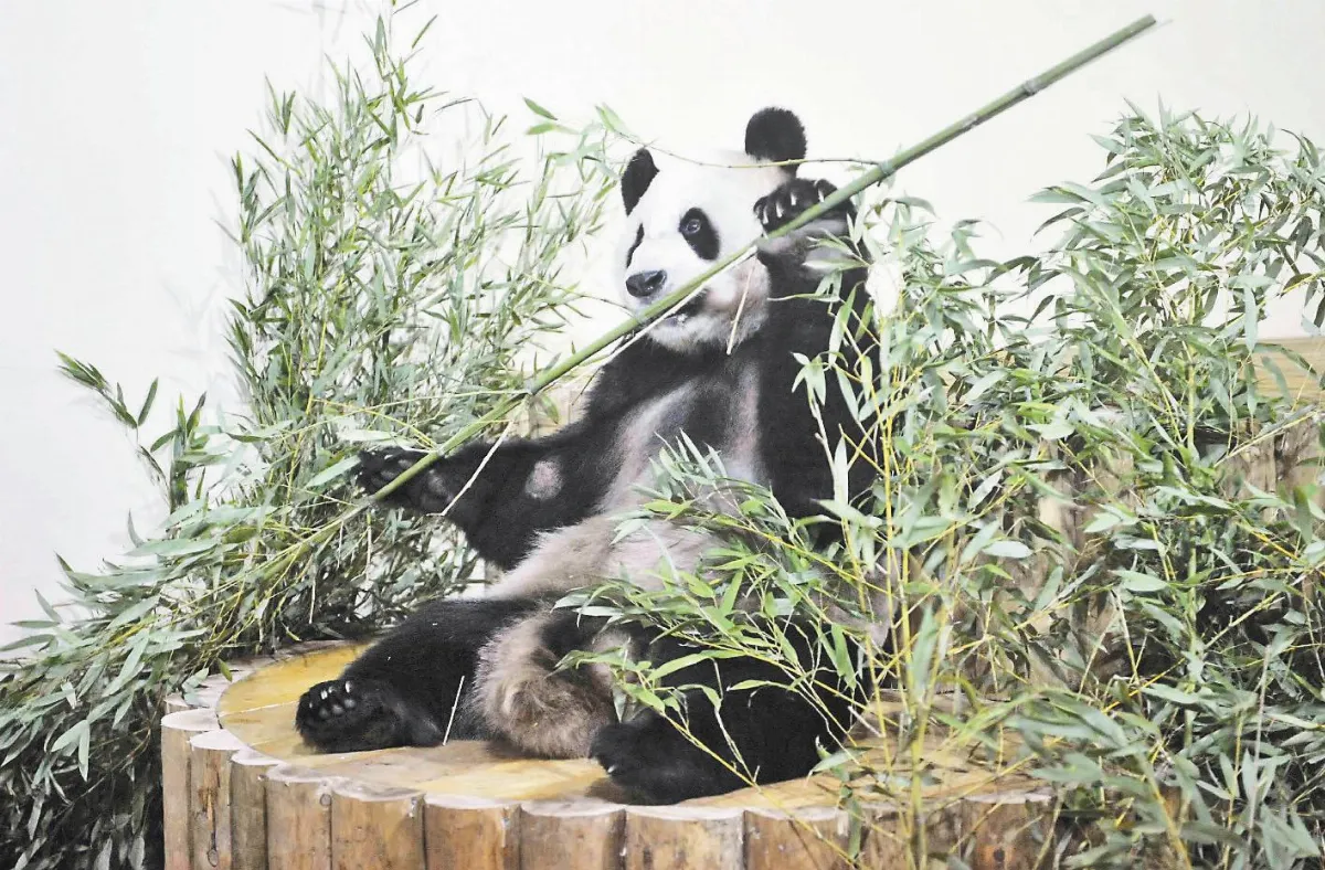 迎貓熊嬌客 英造早生貴子隧道