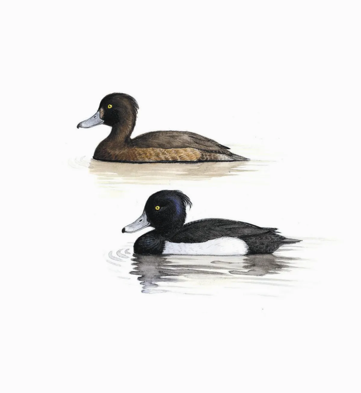 奇妙生物台灣冬候鳥介紹 澤鳧（鳳頭潛鴨）