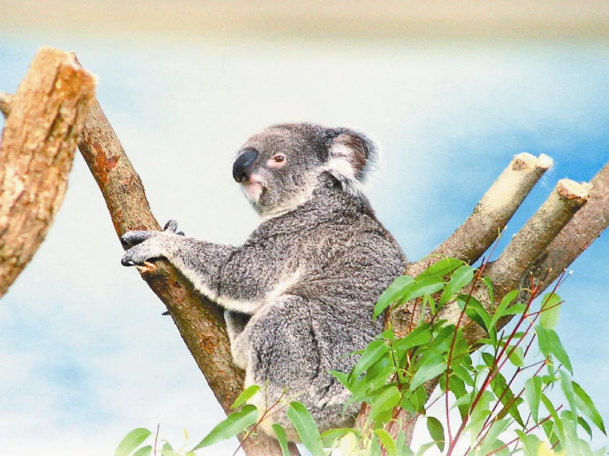 無尾熊Empress 育兒袋有小寶寶