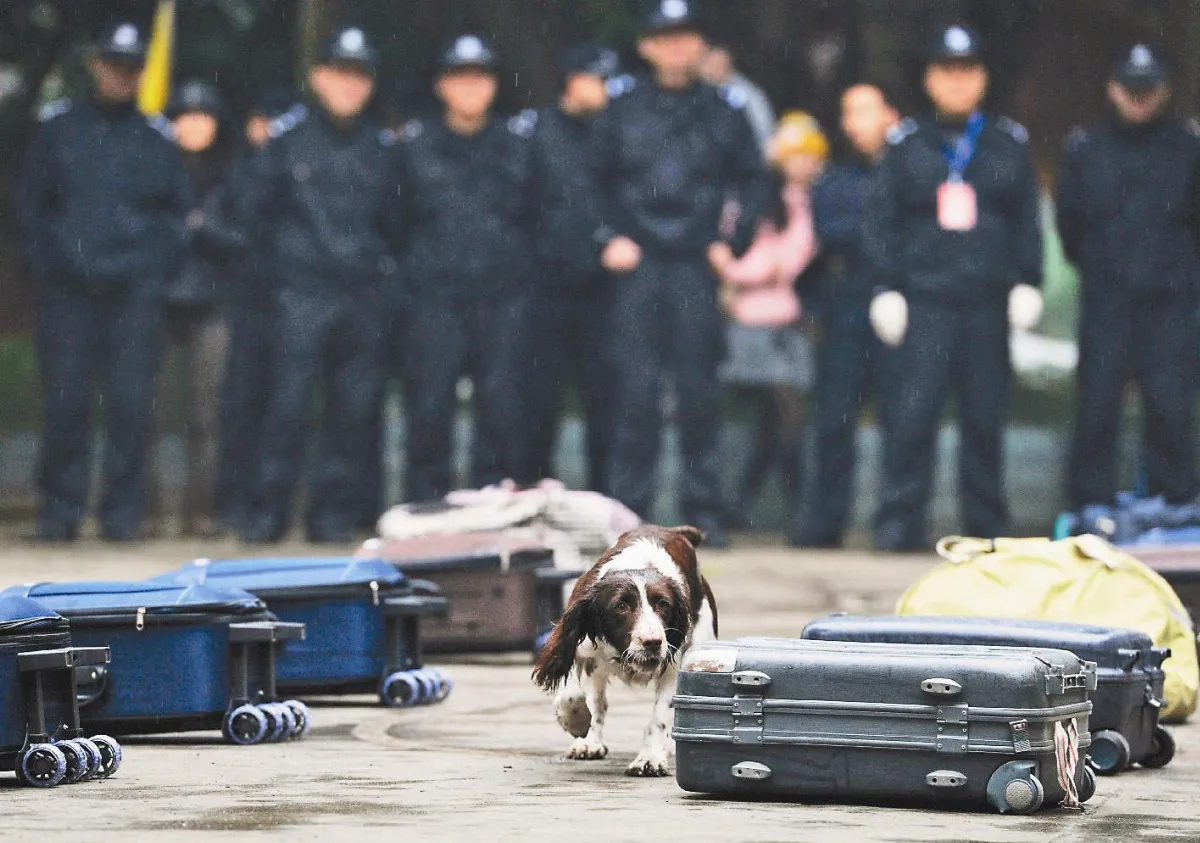 春運當前 警犬秀技能