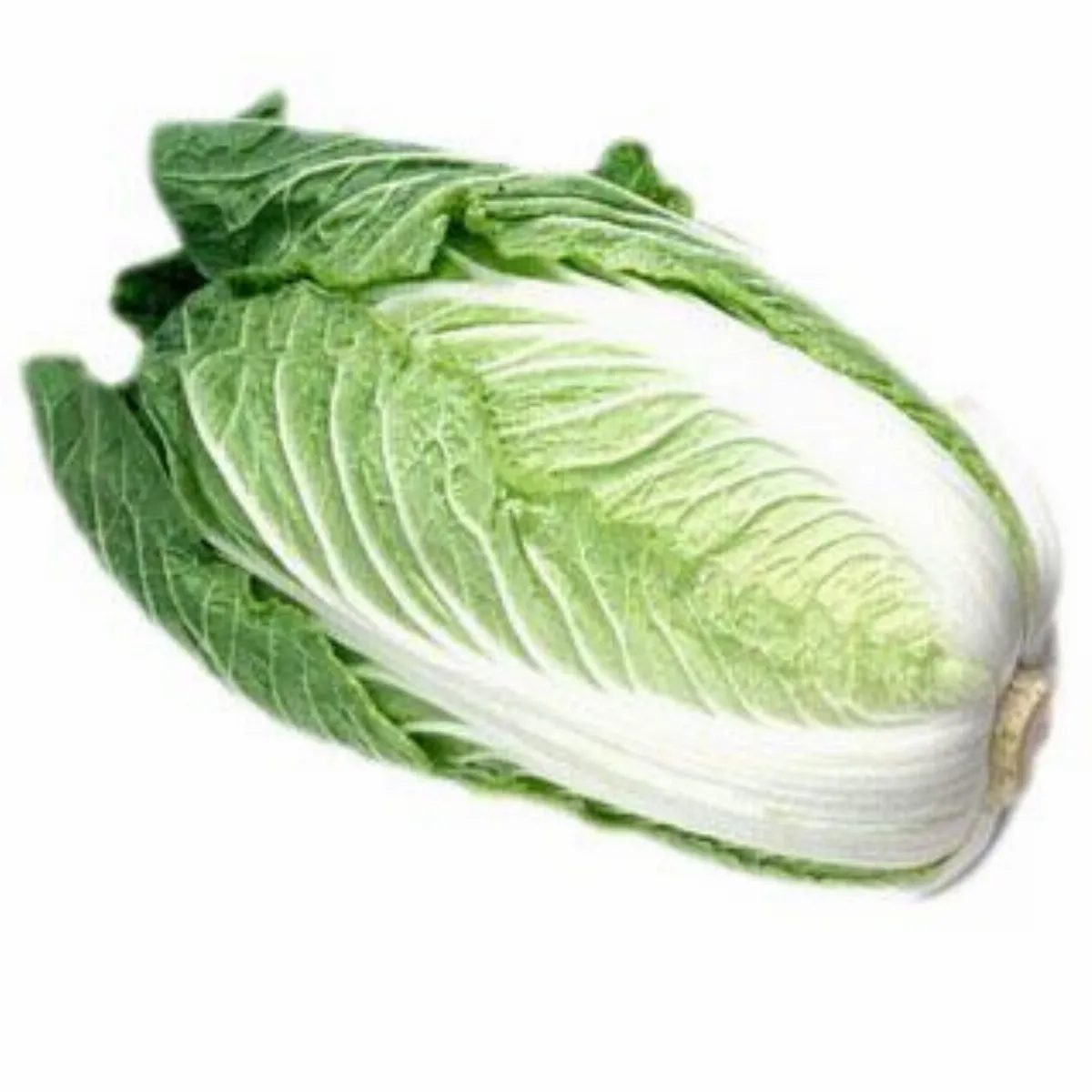 白菜