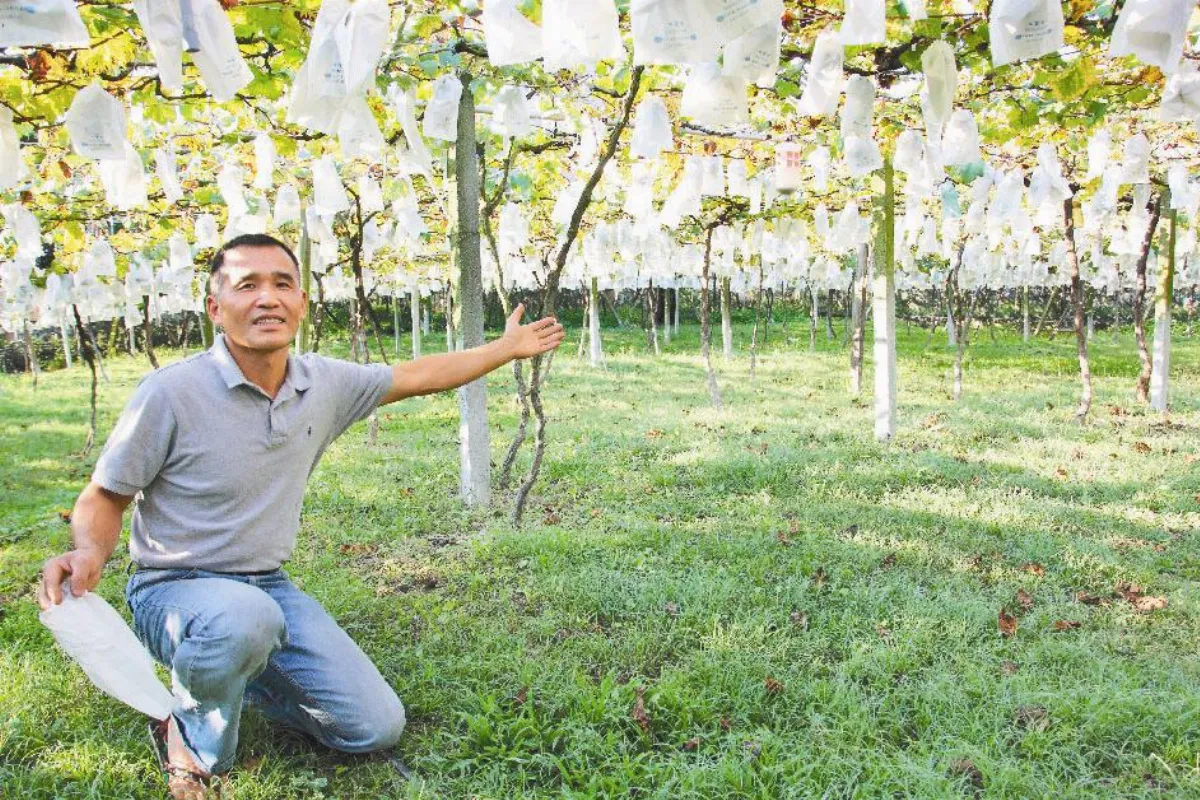 【社區部落格】認養果園 農家是你家
