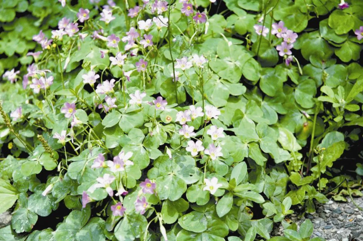 自然好好玩 酢醬草 拔河我最行