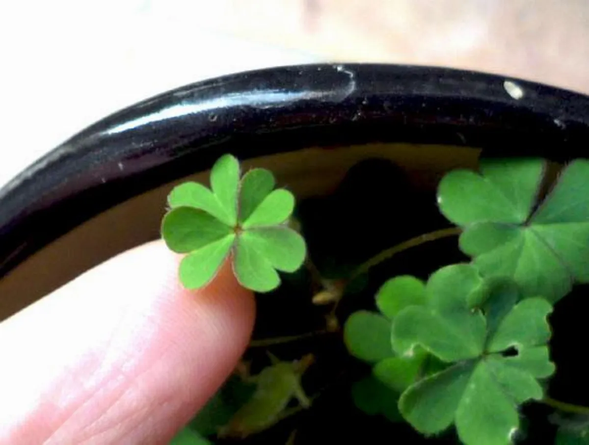 自然好好玩 酢醬草 拔河我最行