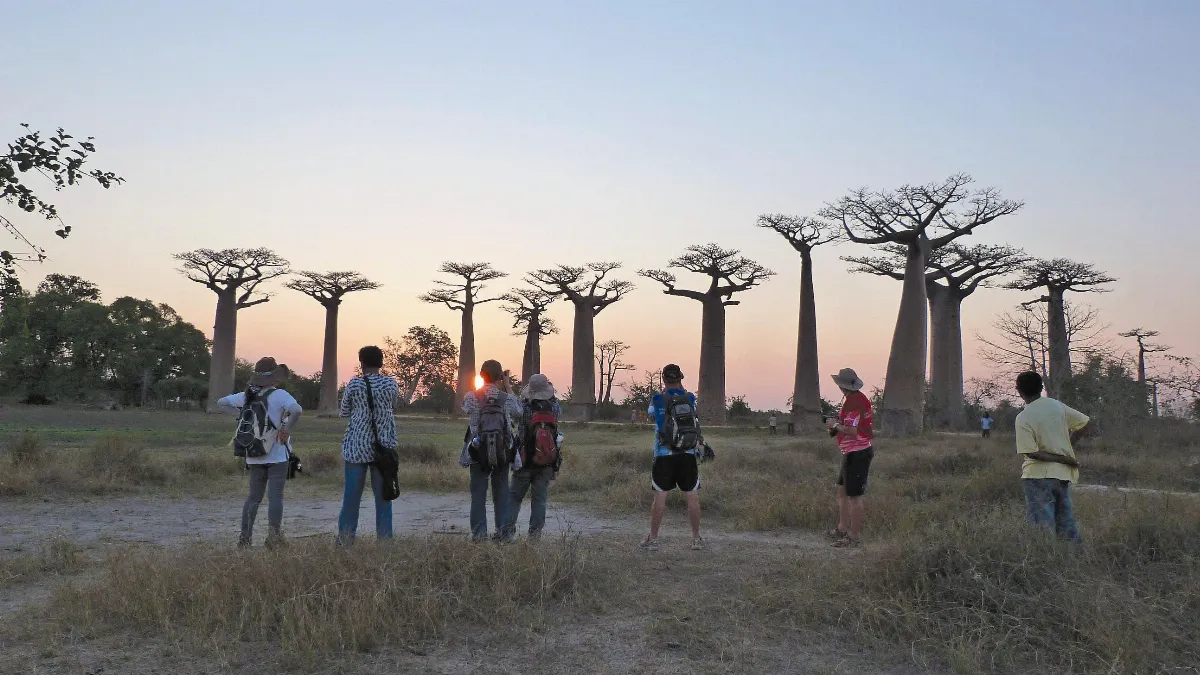 Madagascar's baobab trees saved from watery death 猴麵包樹恐泡水死亡　馬達加斯加全力搶救