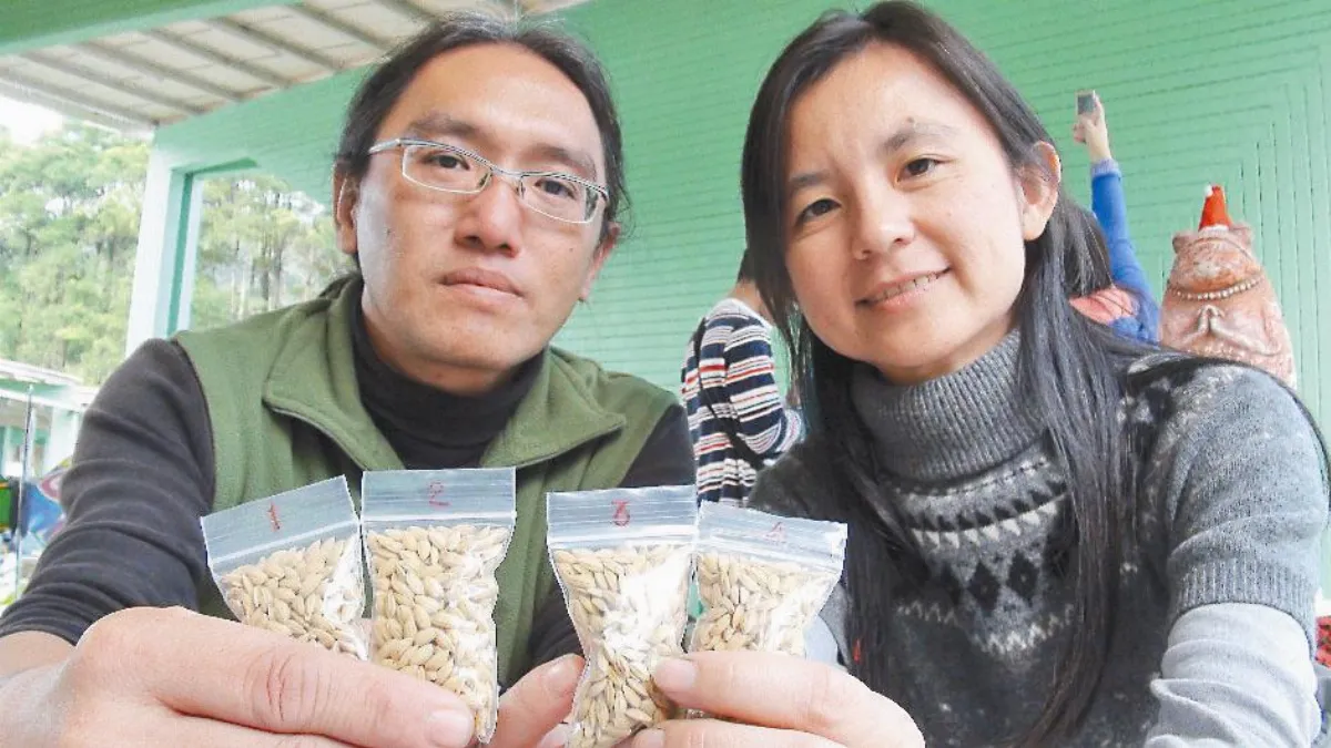 【社區部落格】桃米里 試種專屬稻米