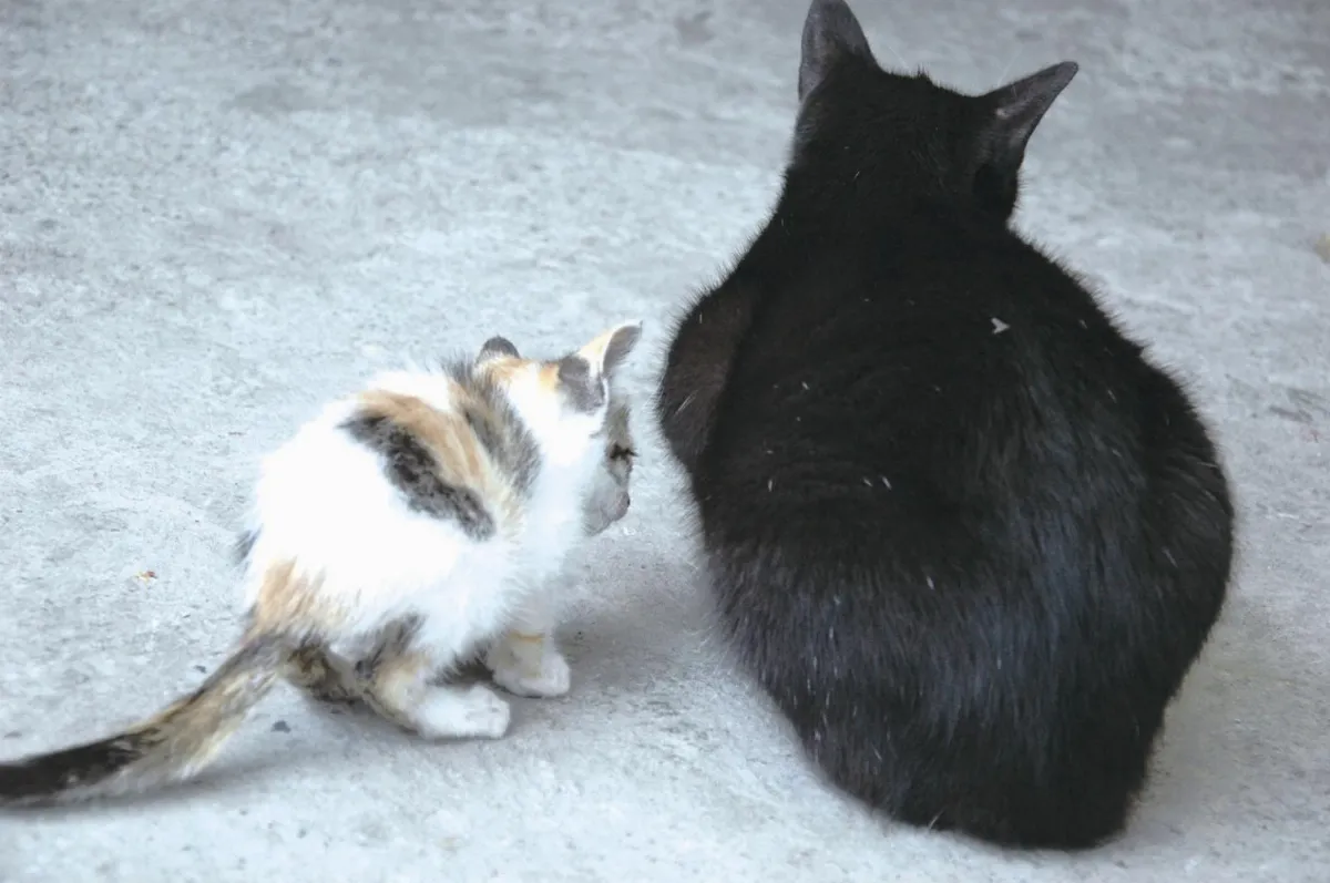 【佛法大海】引業、滿業