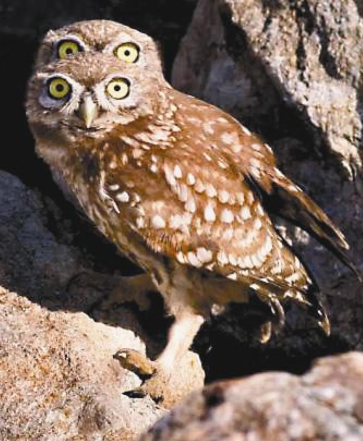 搞笑動物照  除夕回顧