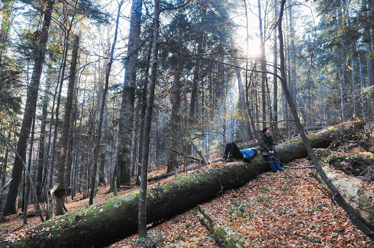 Romania Pledges to Protect Its Virgin Forests