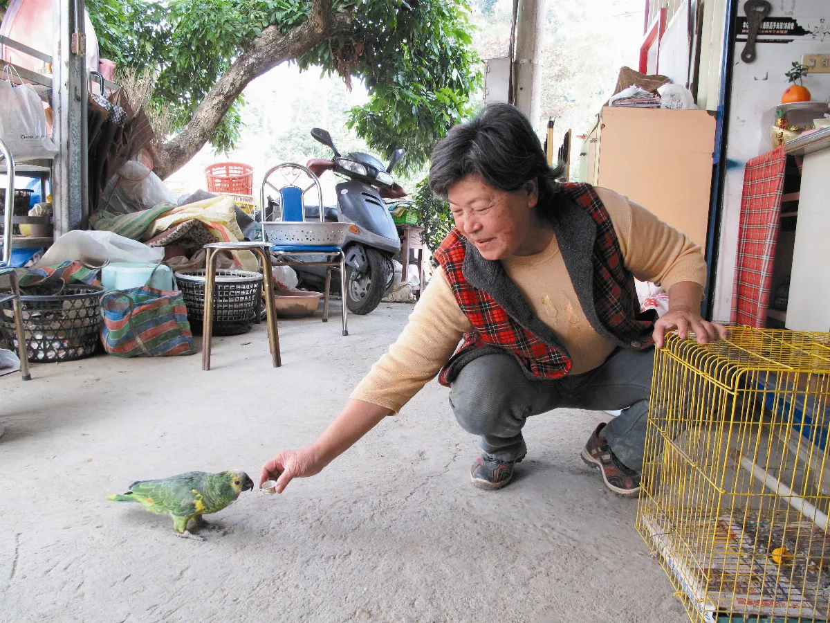 鸚鵡學哭 嚎啕嬰兒也愣住