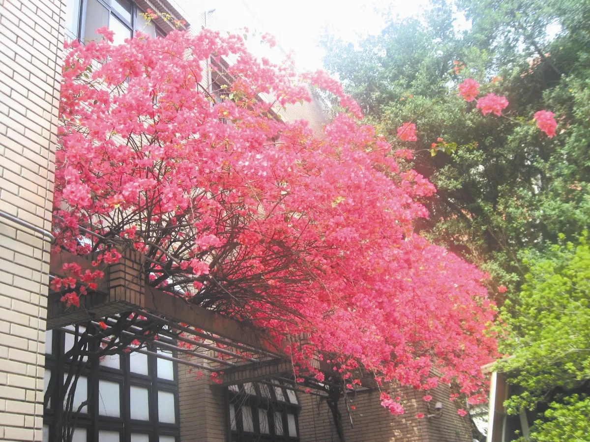 【生活快門】花現好心情