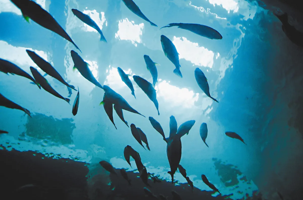 浮世畫框  浮游