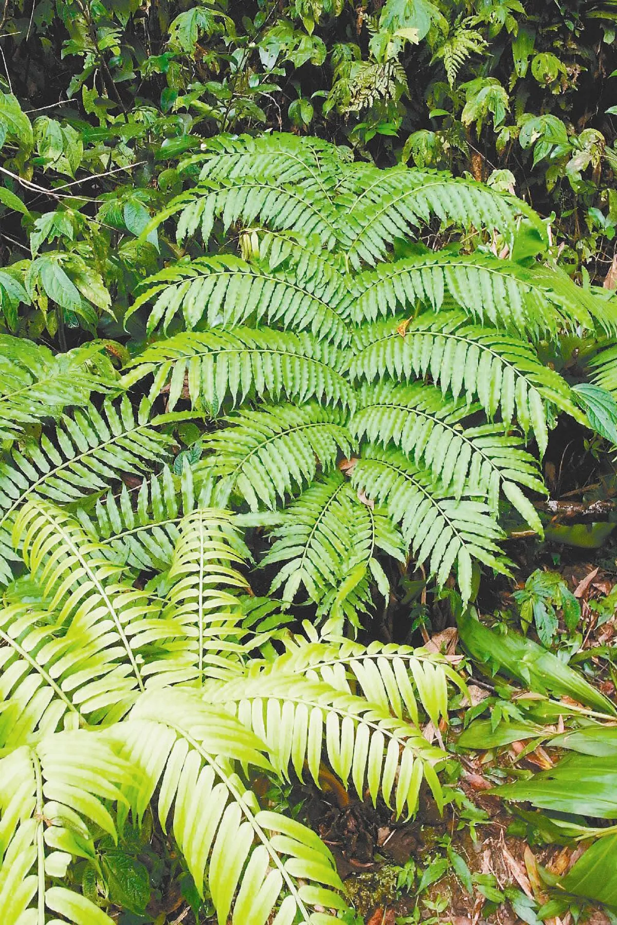 成都貓熊基地  將野放貓熊