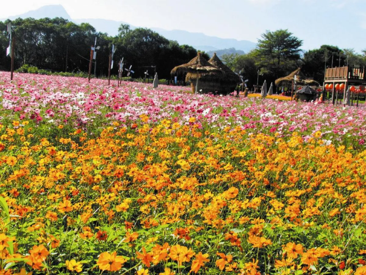 【社區部落格】和平社區賞花 自助入園