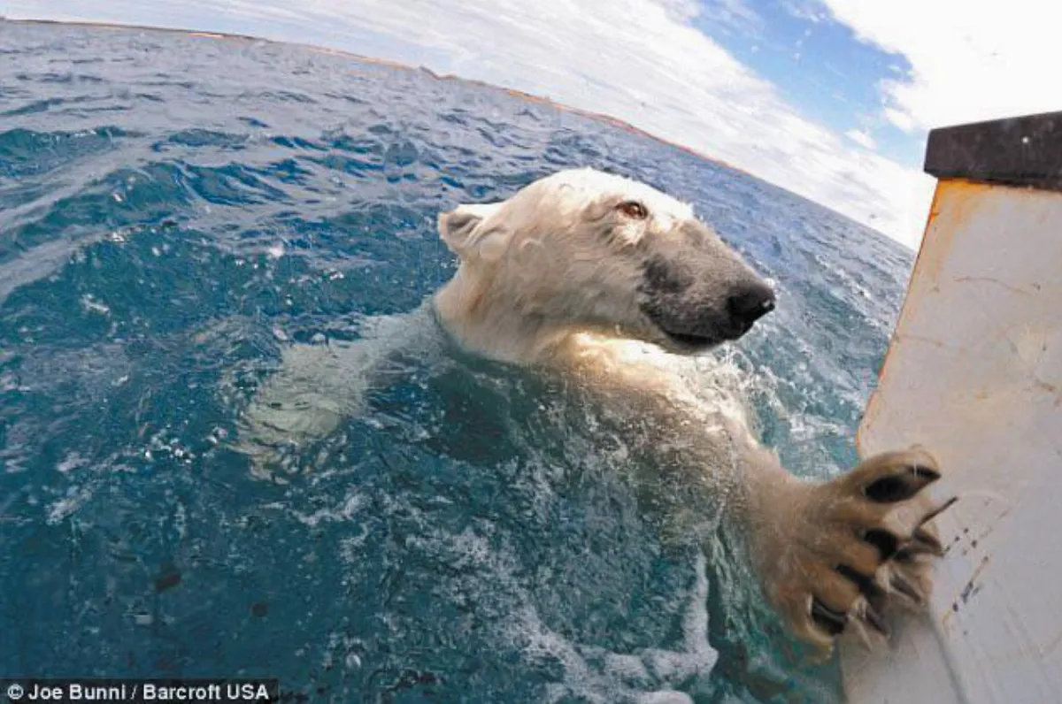 貼身共泳北極熊全都錄