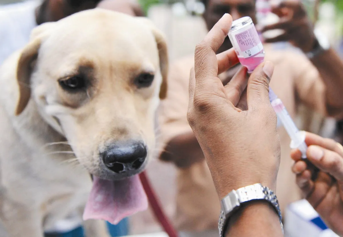 重視寵物醫療權