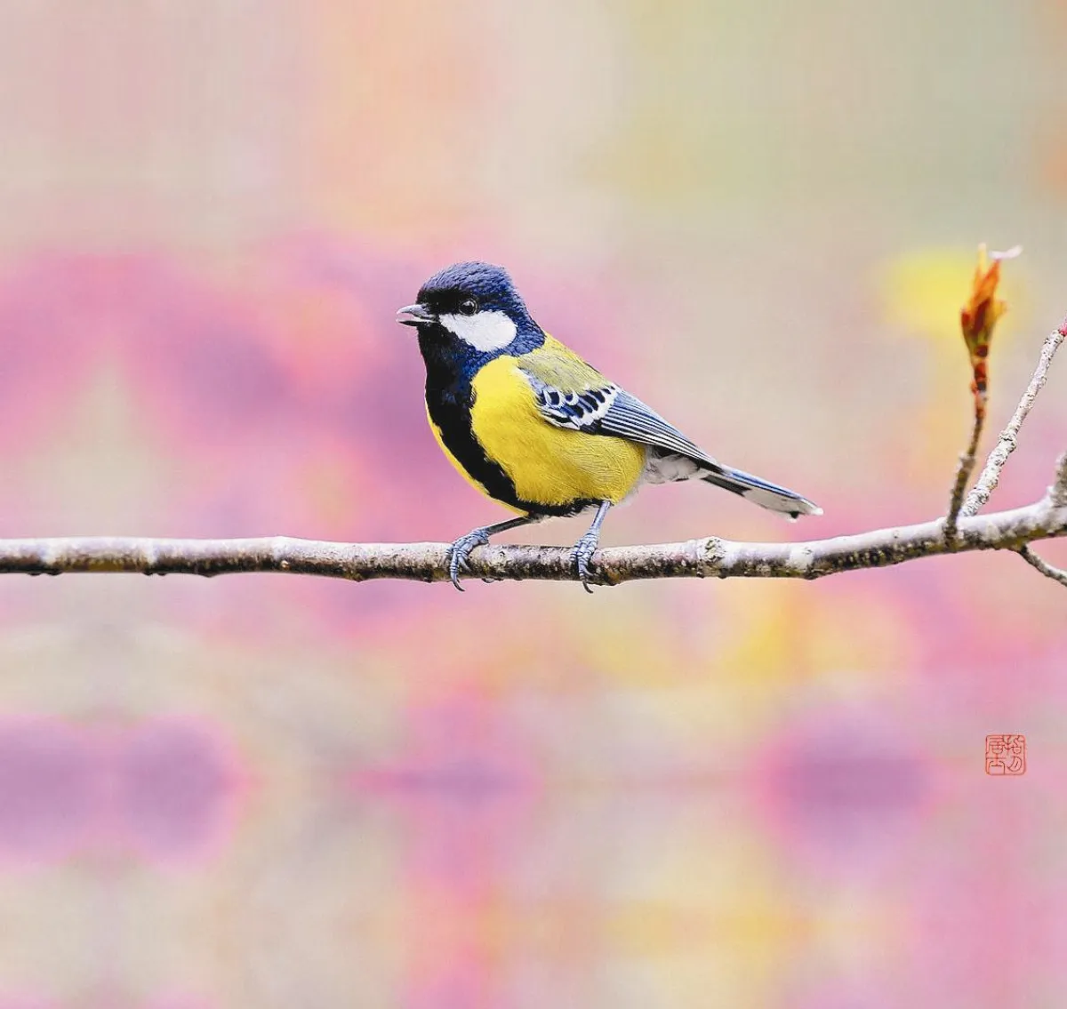 青背山雀  拜早年