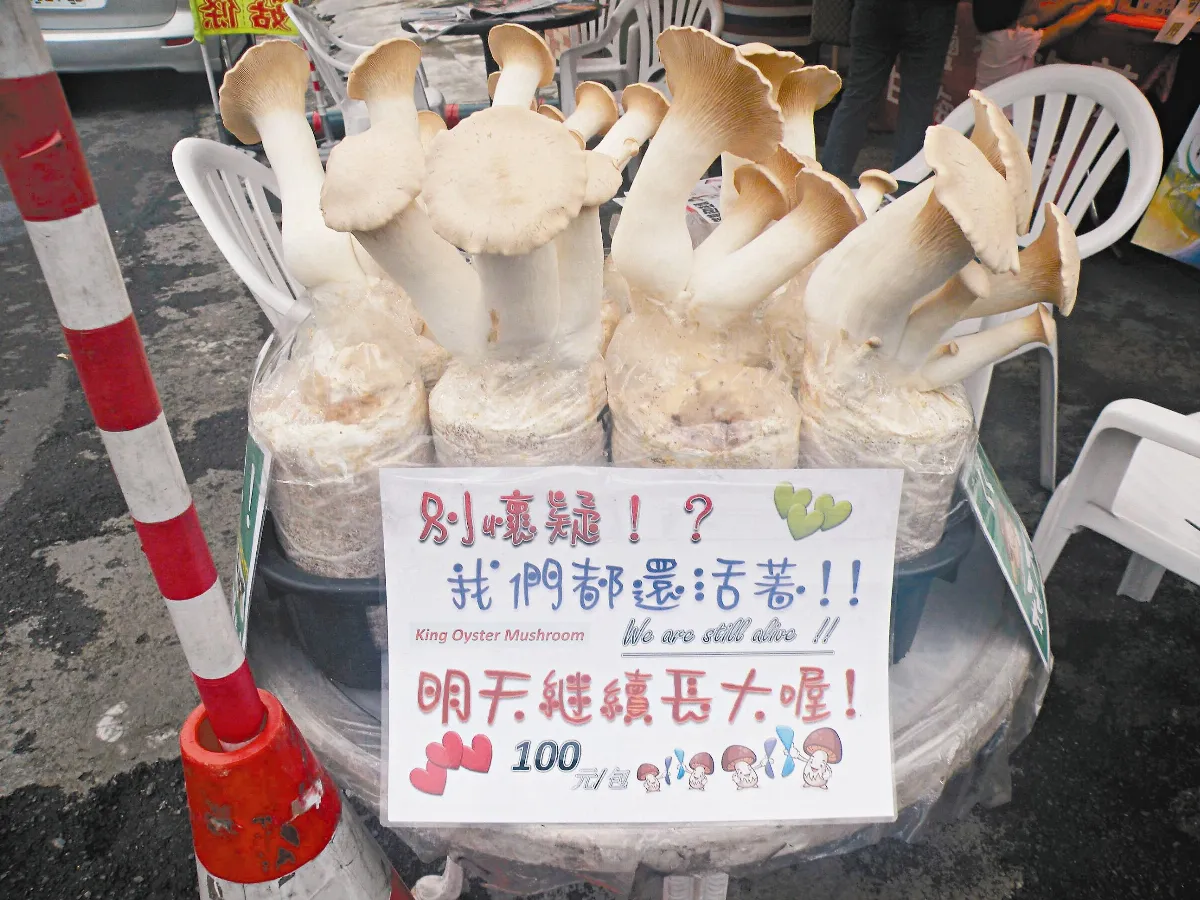 【菇且一試】烹調活菇樂趣多