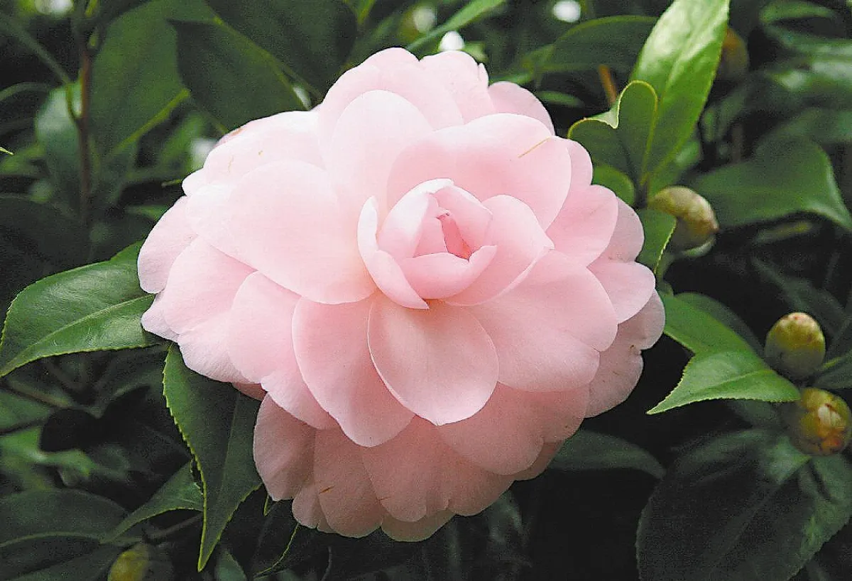 三義賞嬌艷茶花 走春新選擇