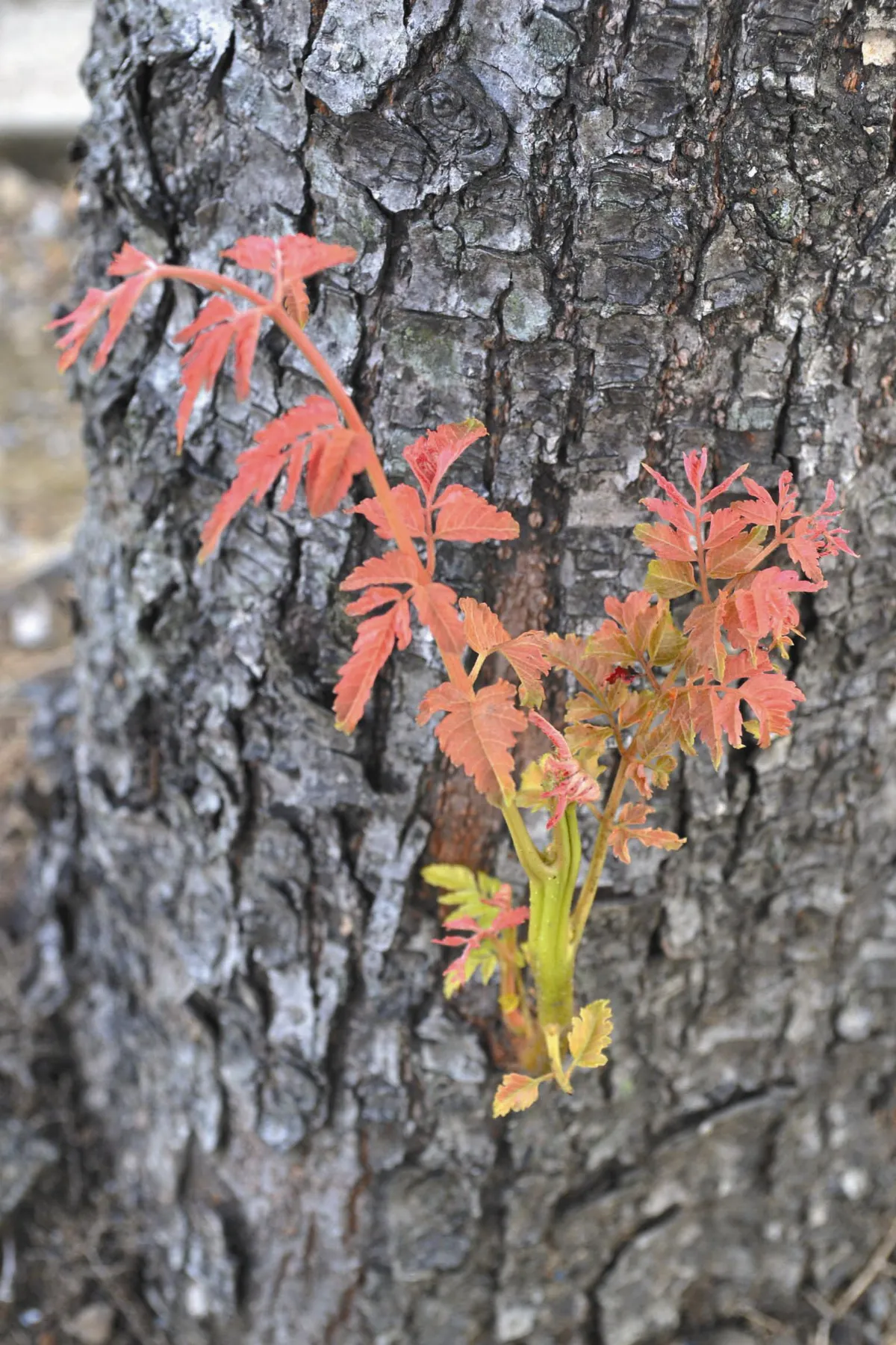 【生活快門】    老幹新枝