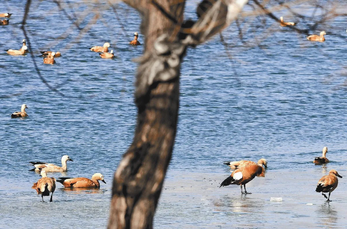 今天是世界溼地日
