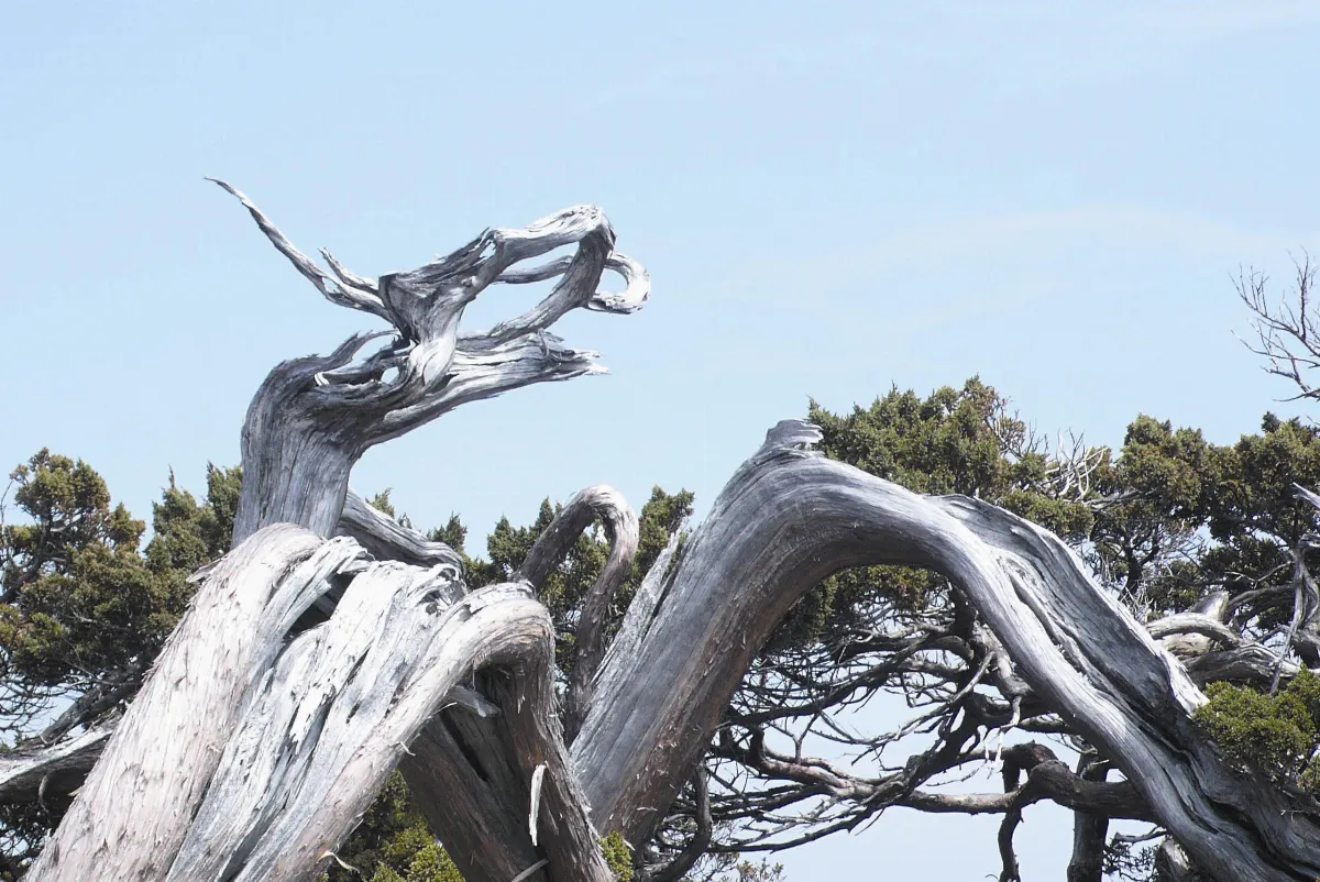 【生活快門】    飛龍在天