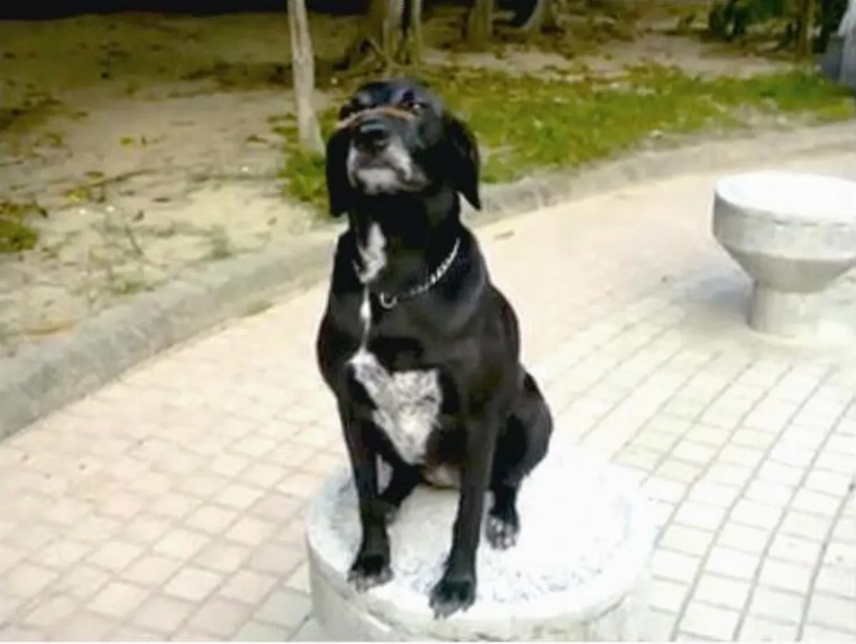 看 圖 學 寫 作球球練定力