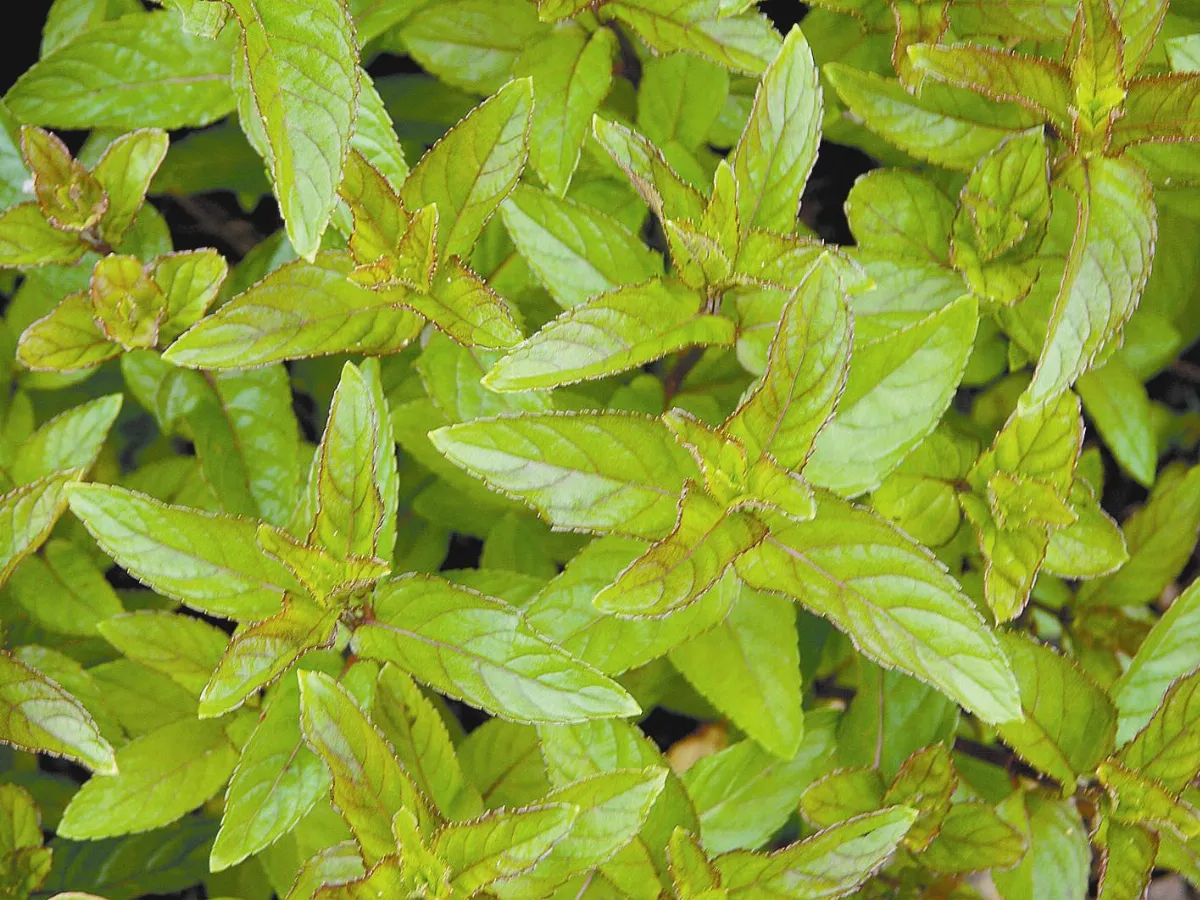 【芳香好節氣】立春春天的養生之道