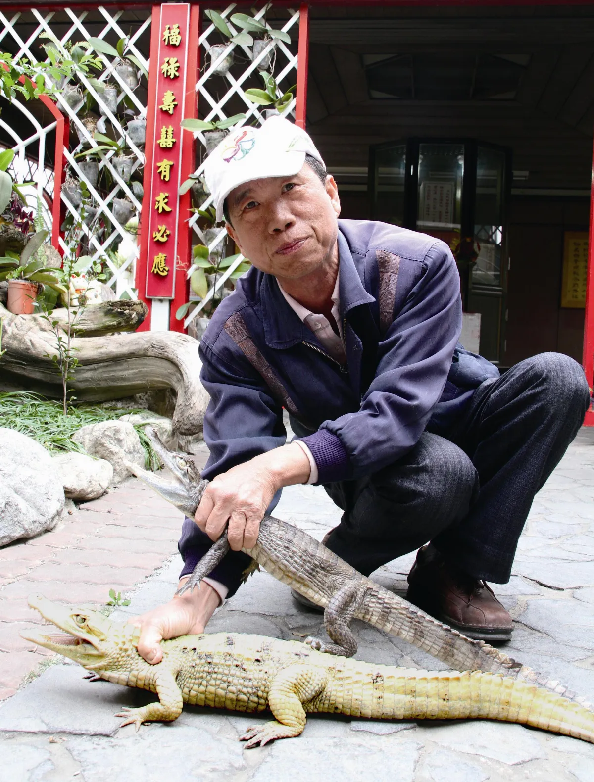 金黃色怪鱷 受驚會變黑