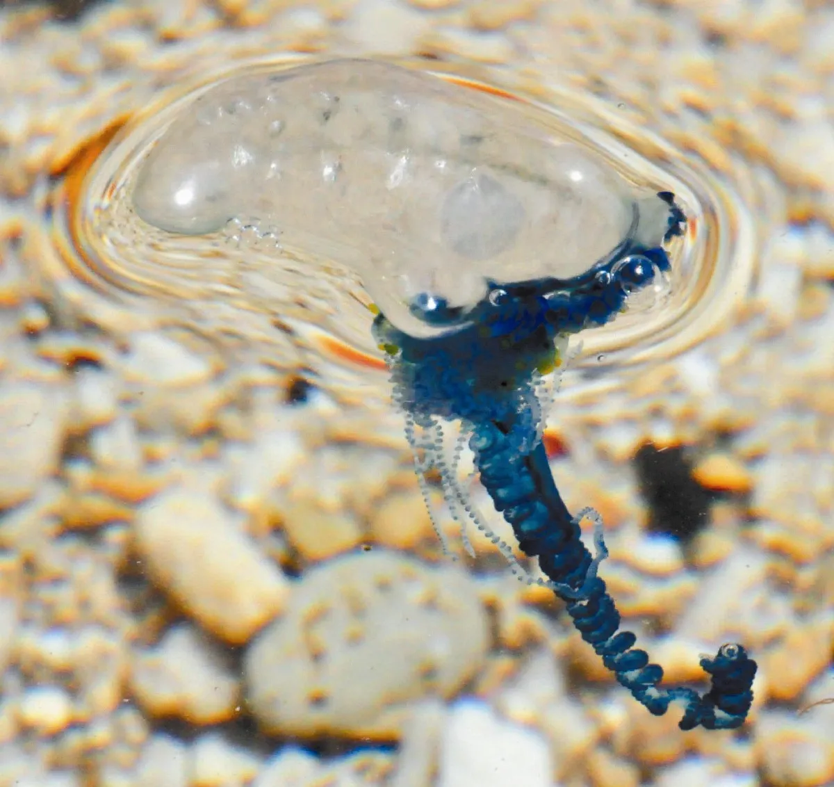 暖化指標？大西洋海神海蛞蝓