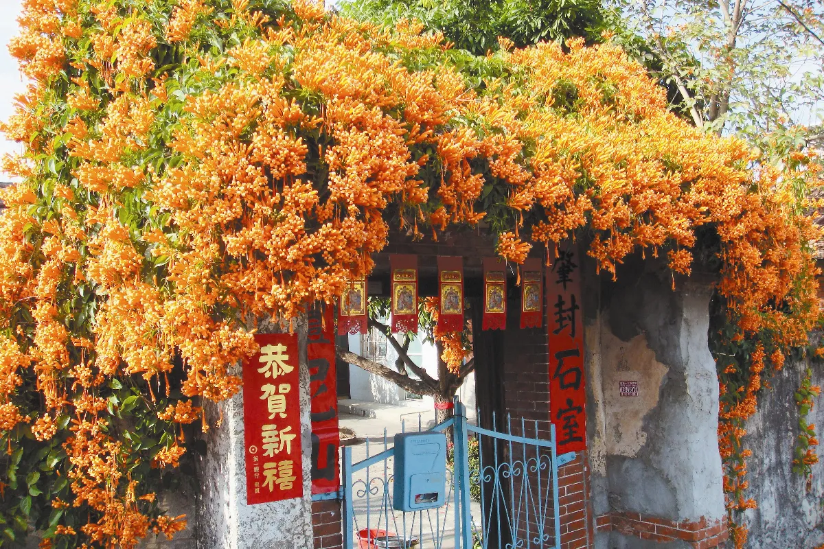 【生活快門】   炮仗迎春