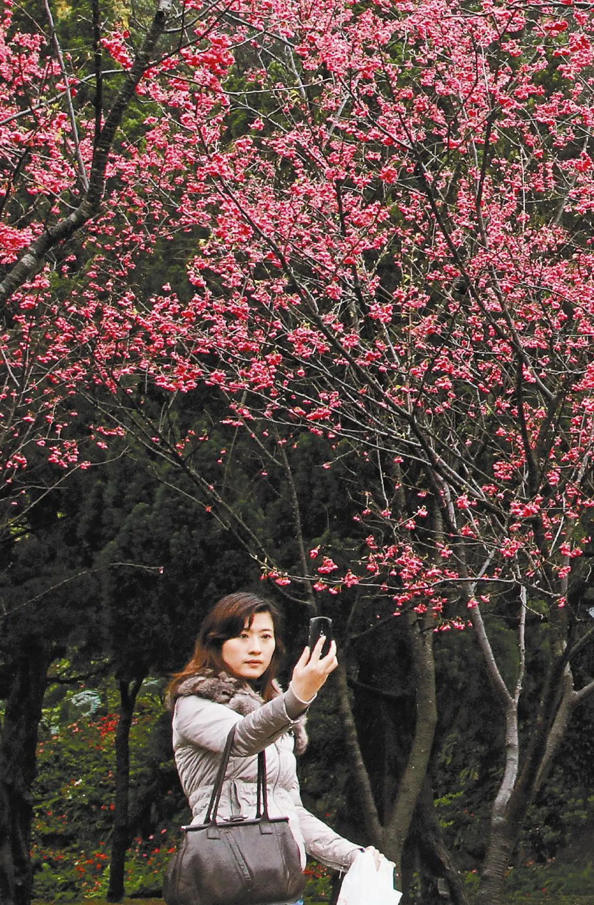 陽明山櫻花盛開