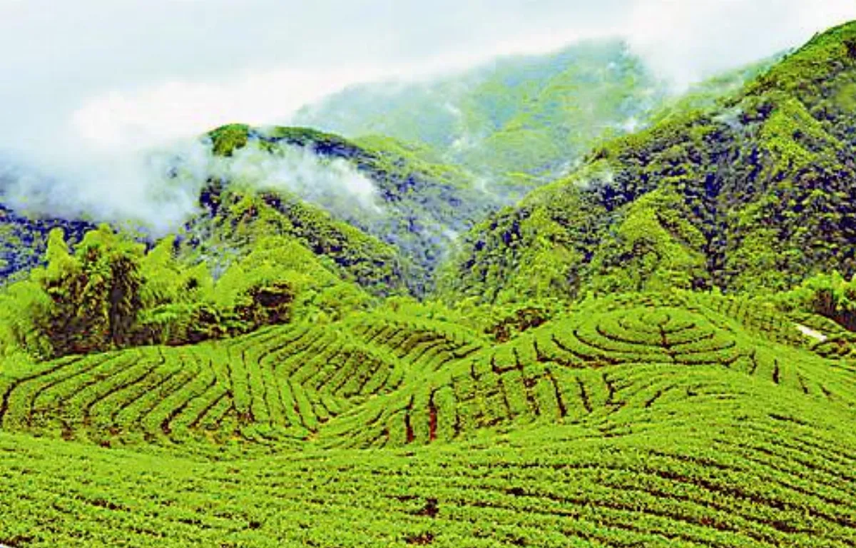 喝茶去 竹山 迷霧裊繞杉林溪茶