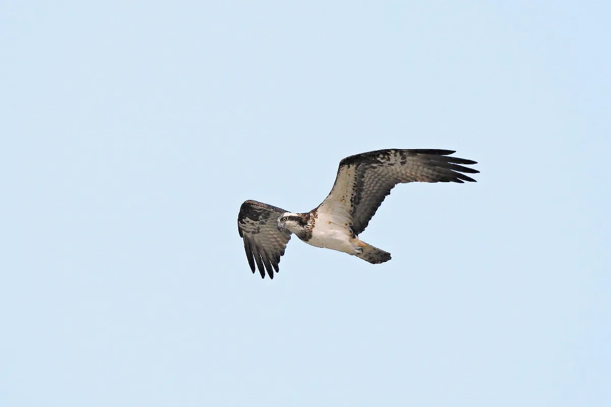 奇妙生物關關睢鳩，在河之洲魚鷹