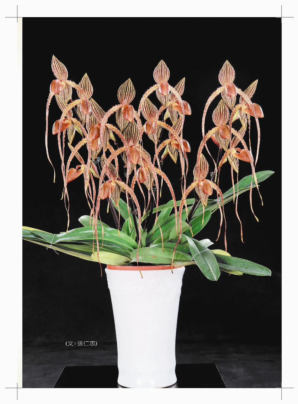 國際蘭展 3月繽紛登場